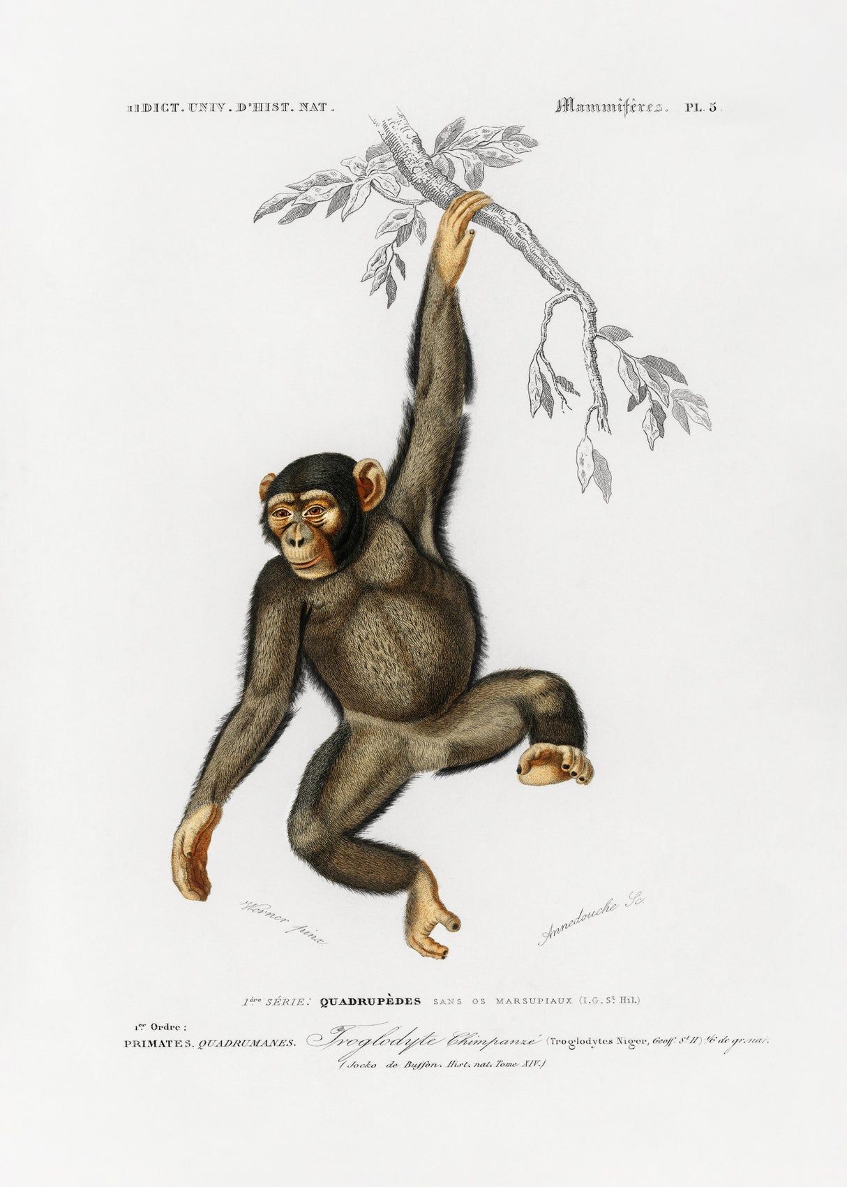 Chimpangze Poster och Canvastavla