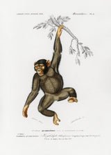 Chimpangze Poster och Canvastavla