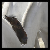 Shelter Poster och Canvastavla