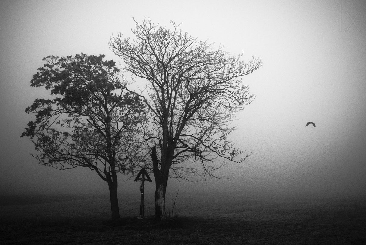 Poster och Canvastavla