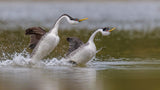 Let's go ...( grebes' dance ) Poster och Canvastavla