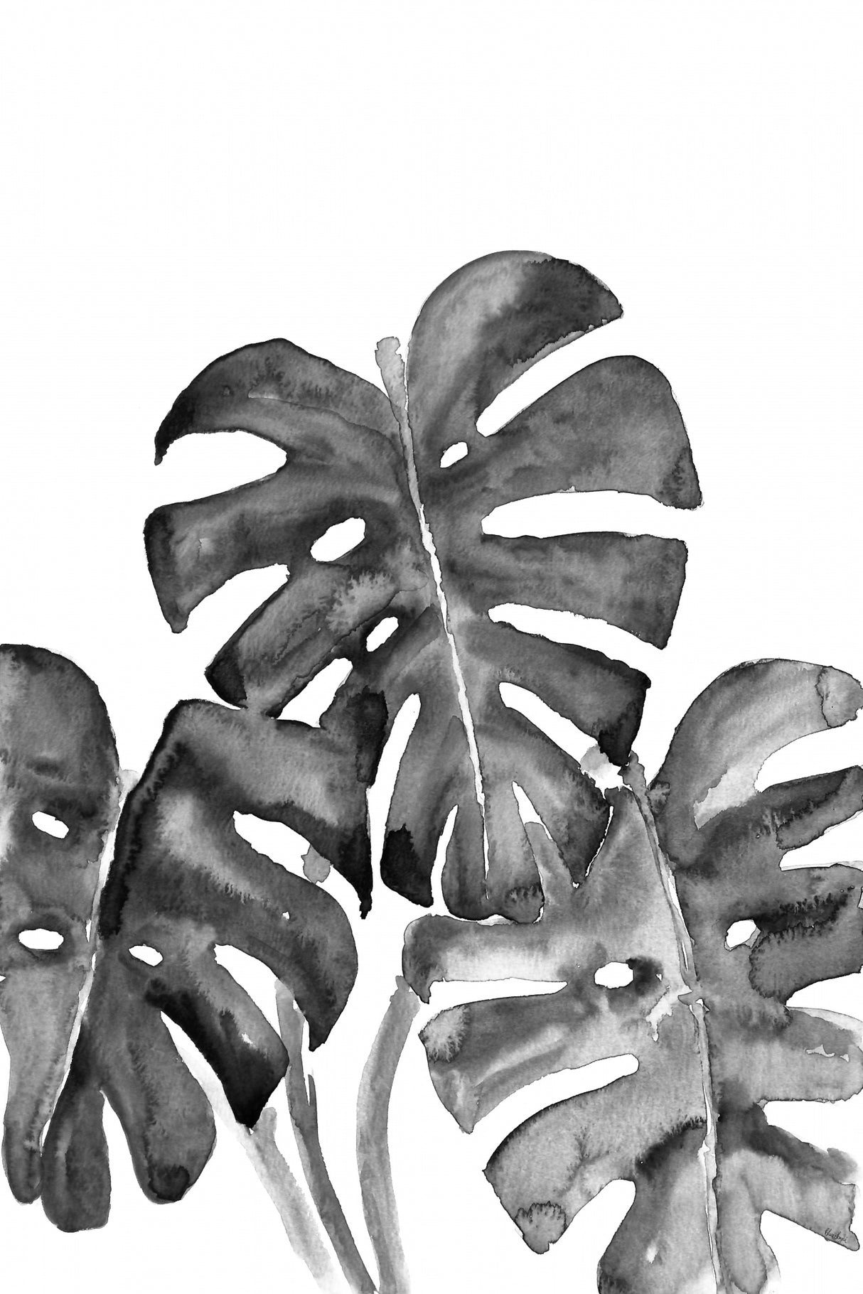 Monstera leaves in loose watercolor bw Poster och Canvastavla