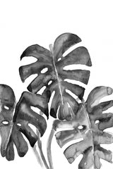 Monstera leaves in loose watercolor bw Poster och Canvastavla
