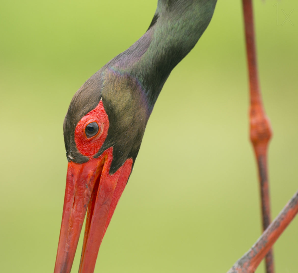 Black stork...to close Poster och Canvastavla