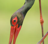 Black stork...to close Poster och Canvastavla
