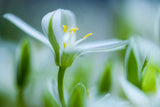 Emerging Poster och Canvastavla