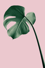 Monstera Pink No 05 Poster och Canvastavla