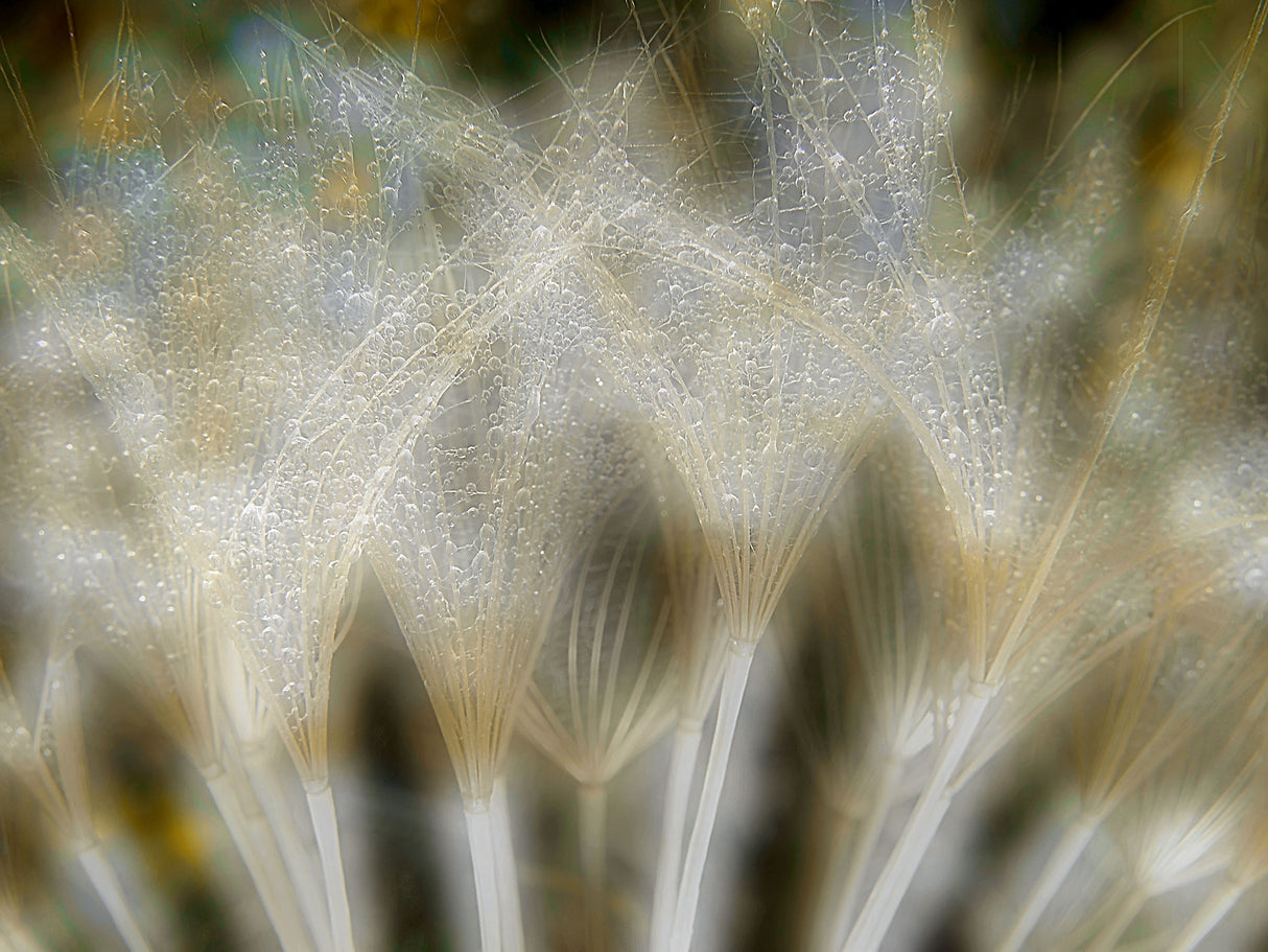 Fireworks nature... Poster och Canvastavla
