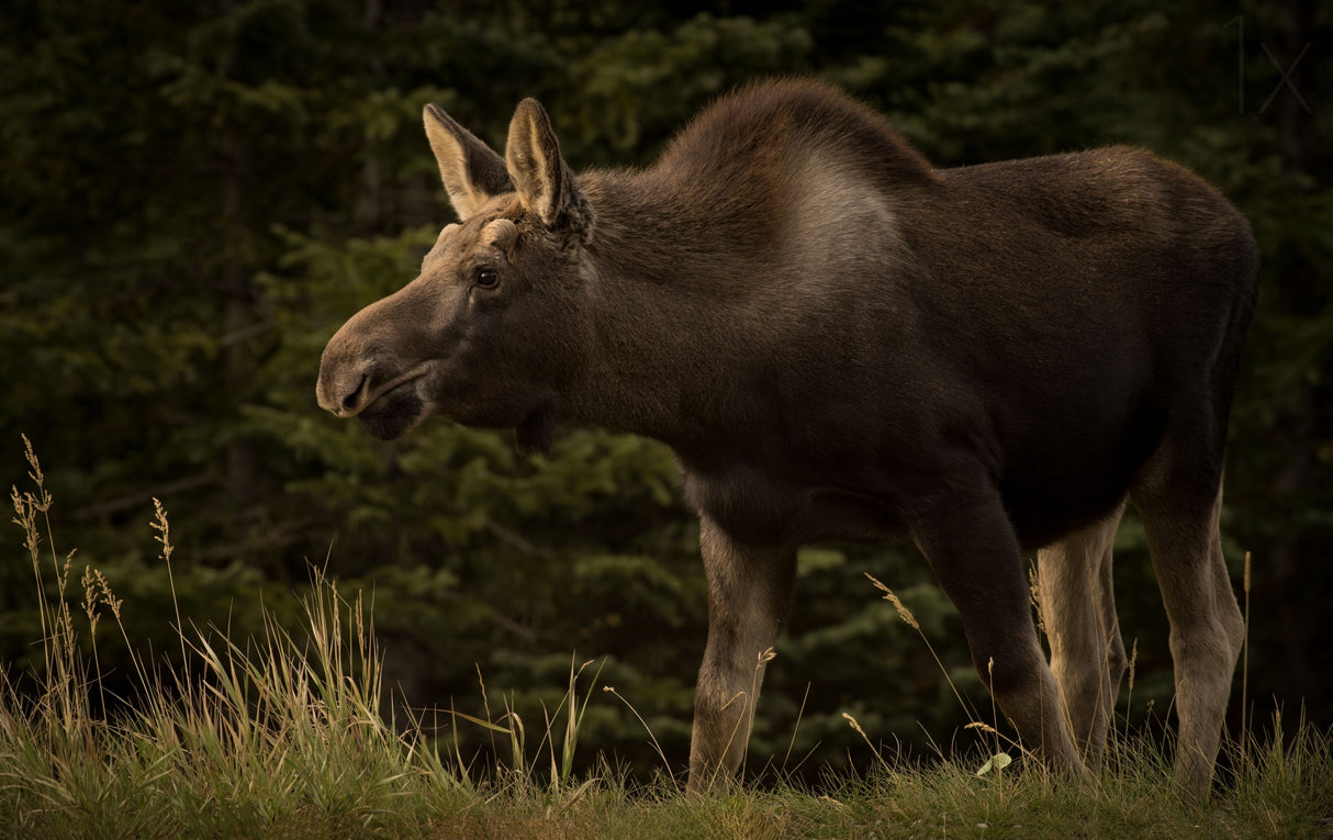 Young Moose on the Loose Poster och Canvastavla