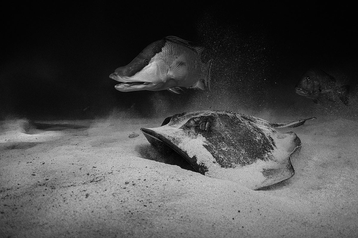 Ocean Hunters Poster och Canvastavla
