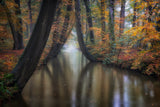 Enchanted autumn Poster och Canvastavla