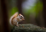 Leucistic Red Squirrel Poster och Canvastavla
