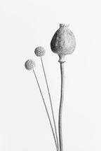 Poppy Seed Capsule Black and White Poster och Canvastavla