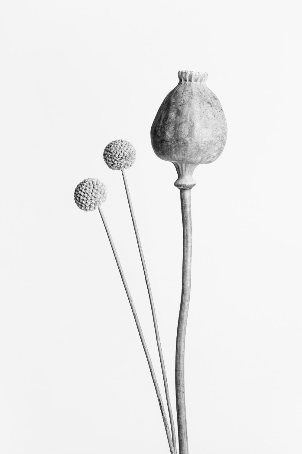 Poppy Seed Capsule Black and White Poster och Canvastavla