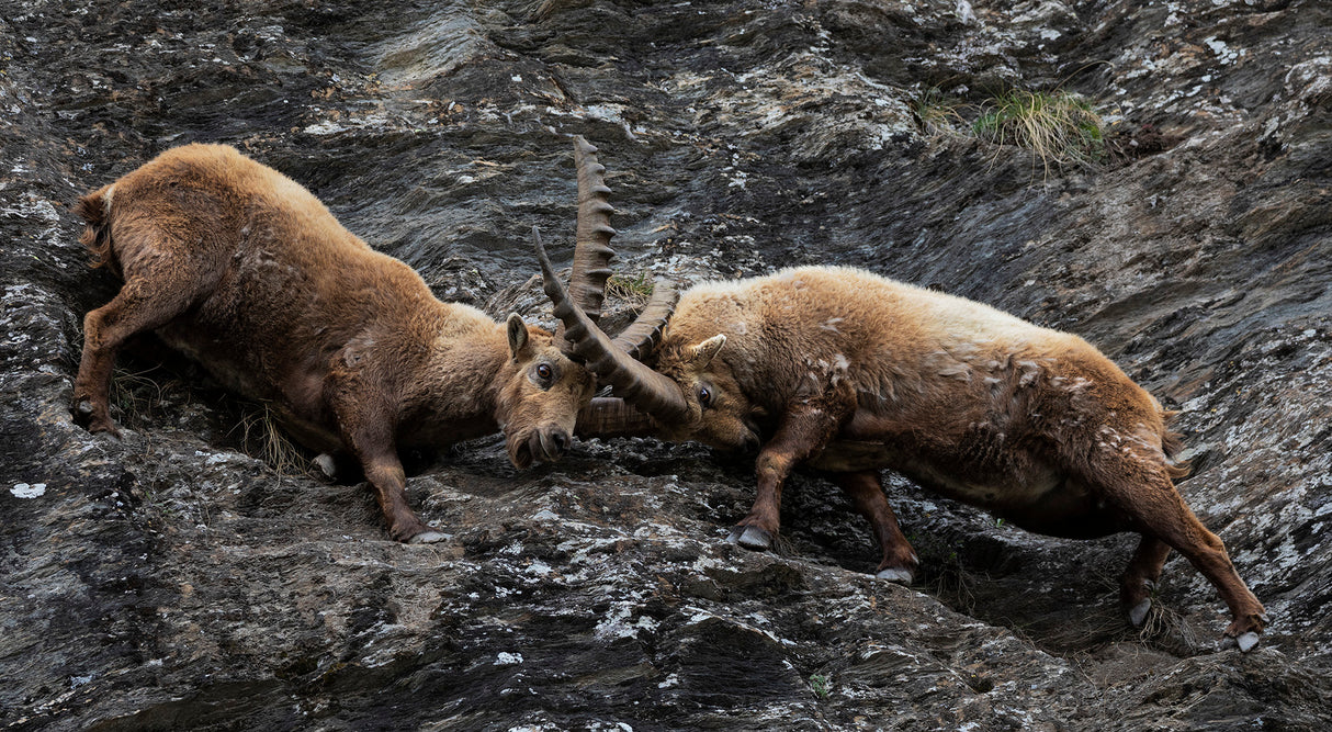 Ibex Poster och Canvastavla