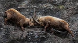 Ibex Poster och Canvastavla
