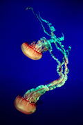 Jelly Fish Poster och Canvastavla
