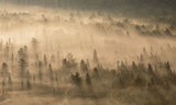 Early Morning Light Poster och Canvastavla