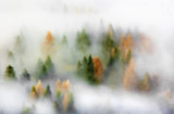 Autumn Dream Poster och Canvastavla