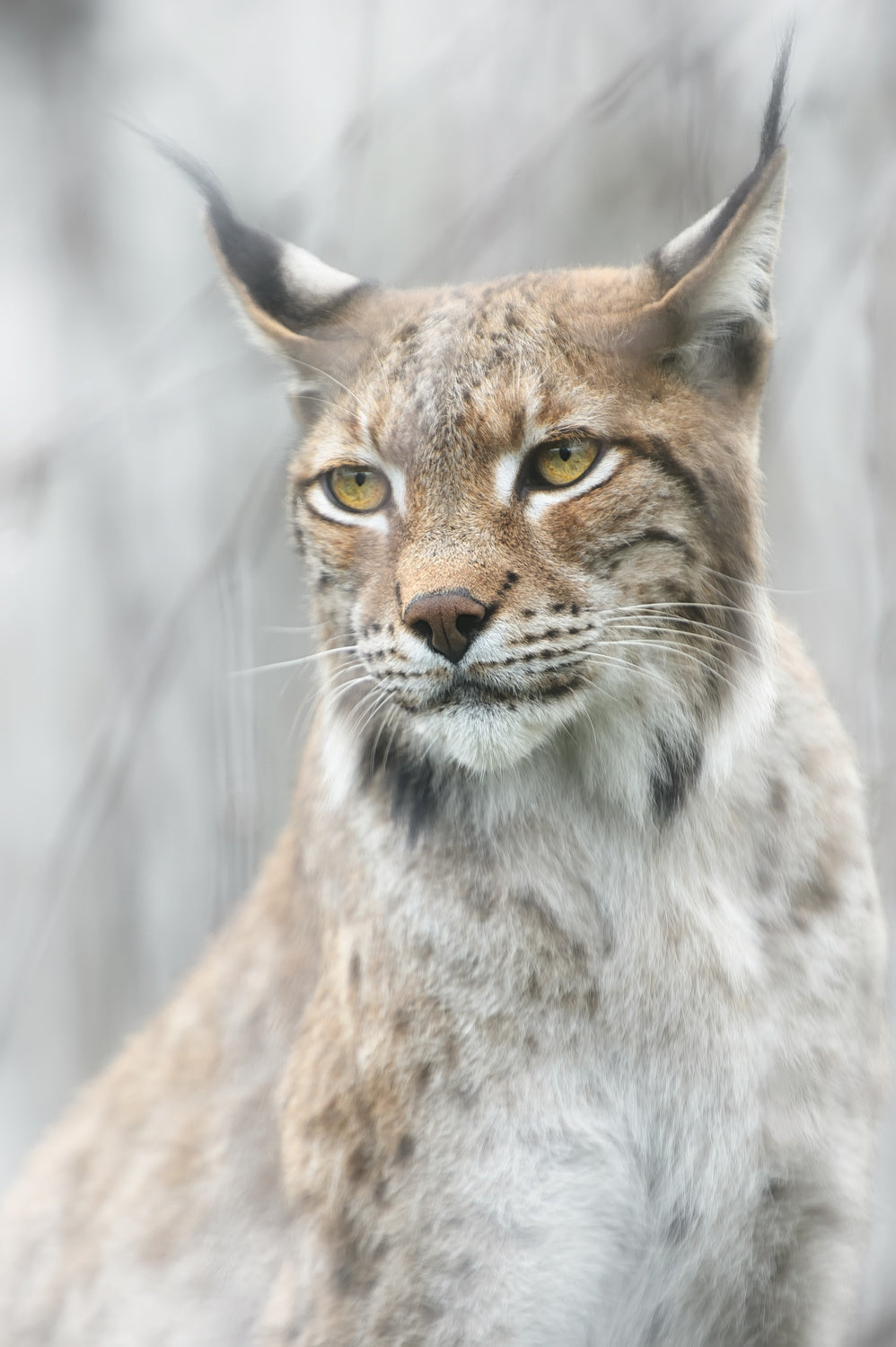 Lynx portrait in the fog Poster och Canvastavla