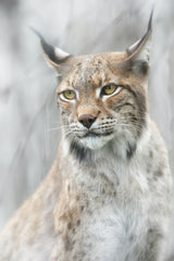 Lynx portrait in the fog Poster och Canvastavla