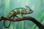 Chameleon Poster och Canvastavla