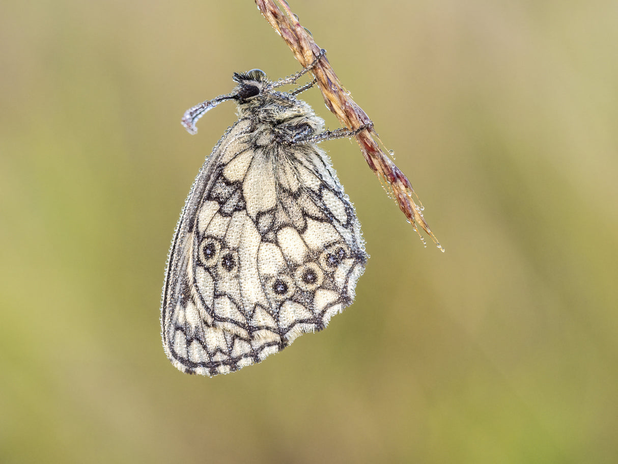 Marbled white (Melanargia galathea) Poster och Canvastavla