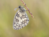 Marbled white (Melanargia galathea) Poster och Canvastavla