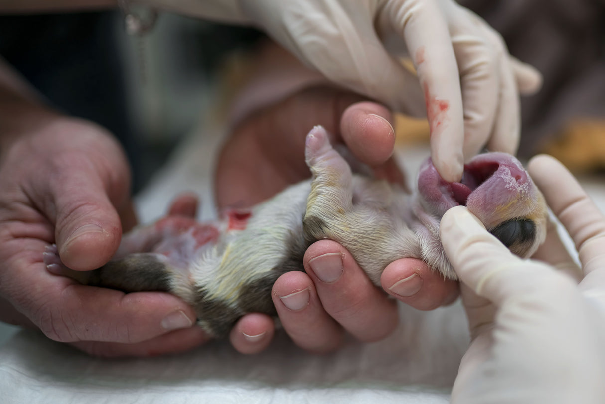 Birth of a Puppy, just after C section, examining Poster och Canvastavla