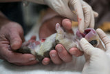 Birth of a Puppy, just after C section, examining Poster och Canvastavla