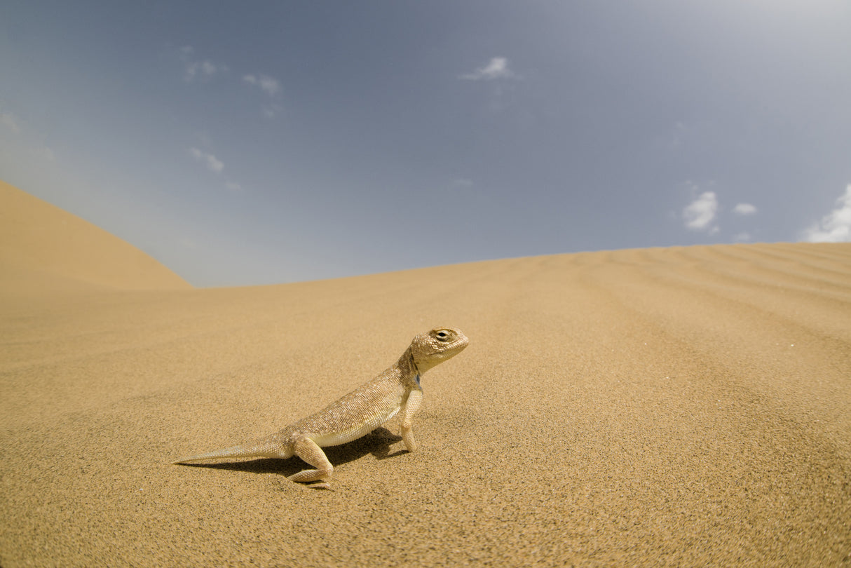 Laungwala Toad-headed Agama Poster och Canvastavla