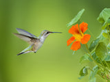 Coming to the flower Poster och Canvastavla