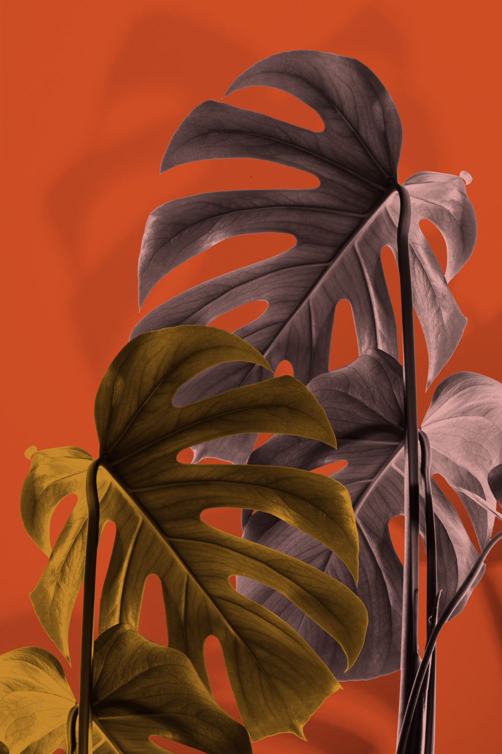 Monstera Orange 02 Poster och Canvastavla