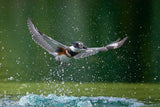 Belted Kingfisher with catch Poster och Canvastavla