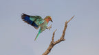 Lilac roller landing Poster och Canvastavla