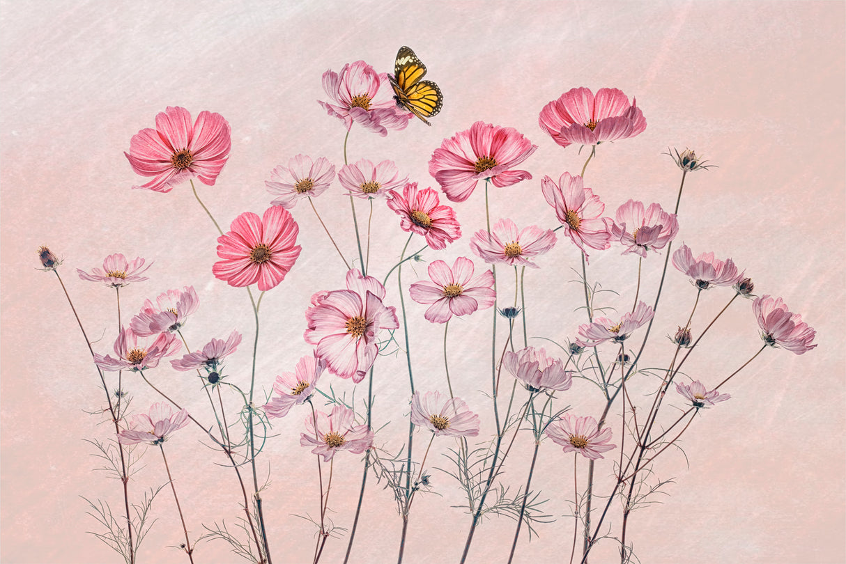Cosmos and Butterfly Poster och Canvastavla