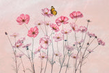 Cosmos and Butterfly Poster och Canvastavla