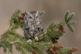 Eastern Screech Owl (Grey Morph) Poster och Canvastavla
