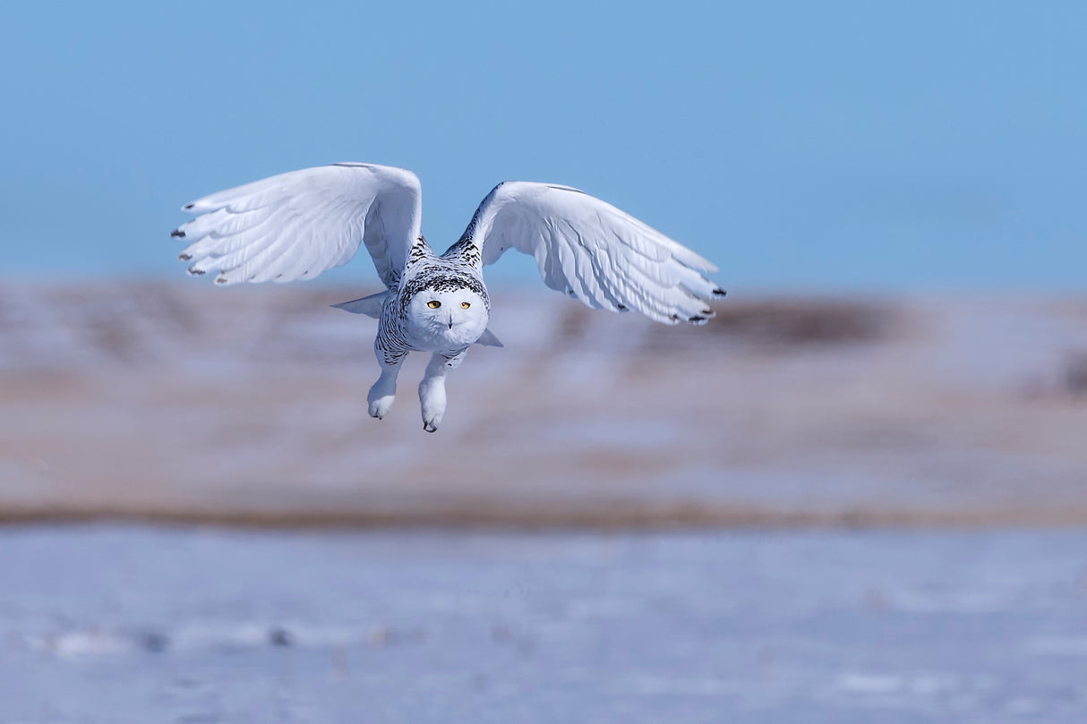 Snow Owl Poster och Canvastavla