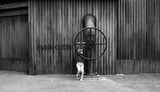 Wheel of life (from the series "Childhoods") Poster och Canvastavla