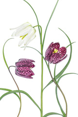 Snakes head Fritillary Poster och Canvastavla
