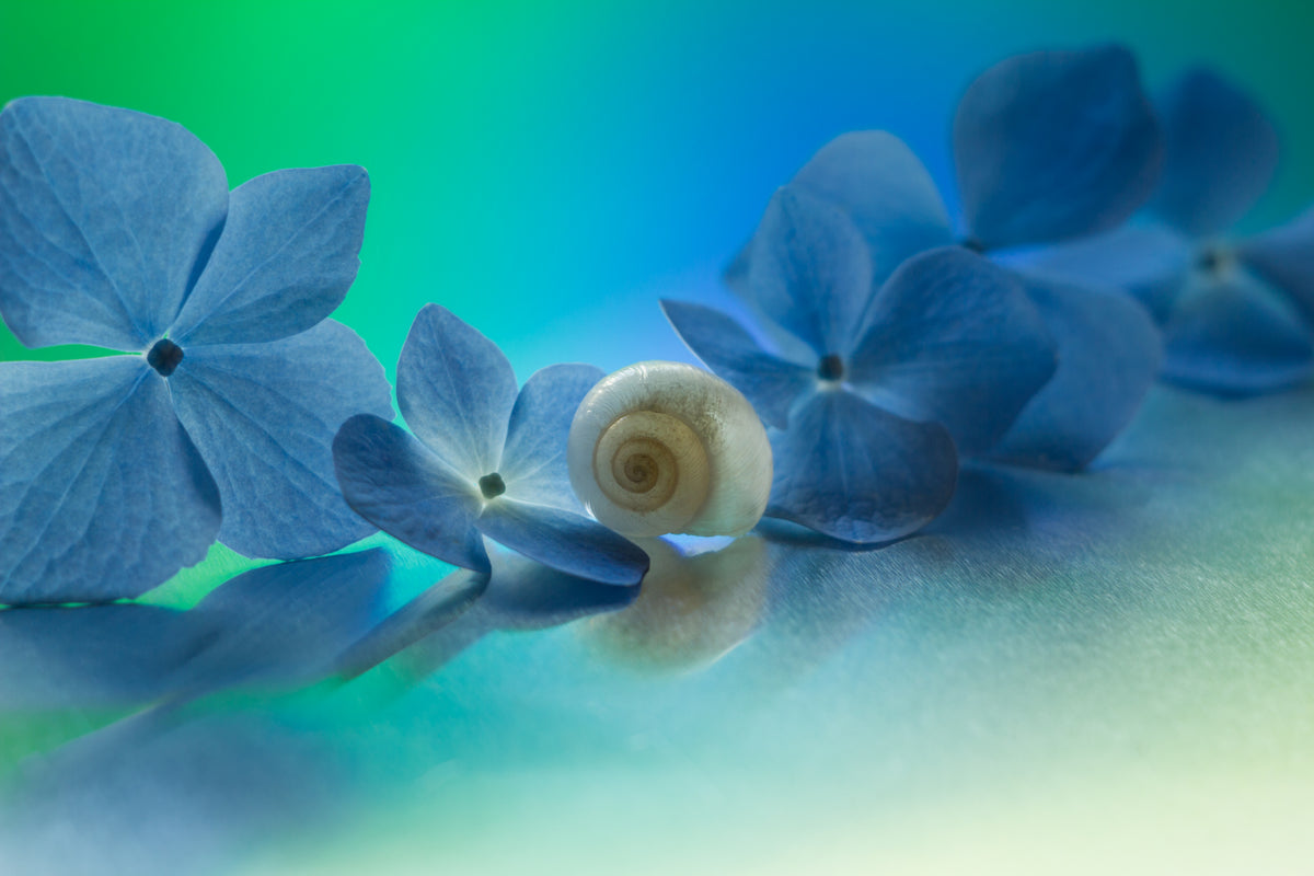 Memories of July Poster och Canvastavla