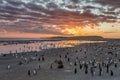 Sunrise at Sea Lion Poster och Canvastavla