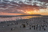 Sunrise at Sea Lion Poster och Canvastavla