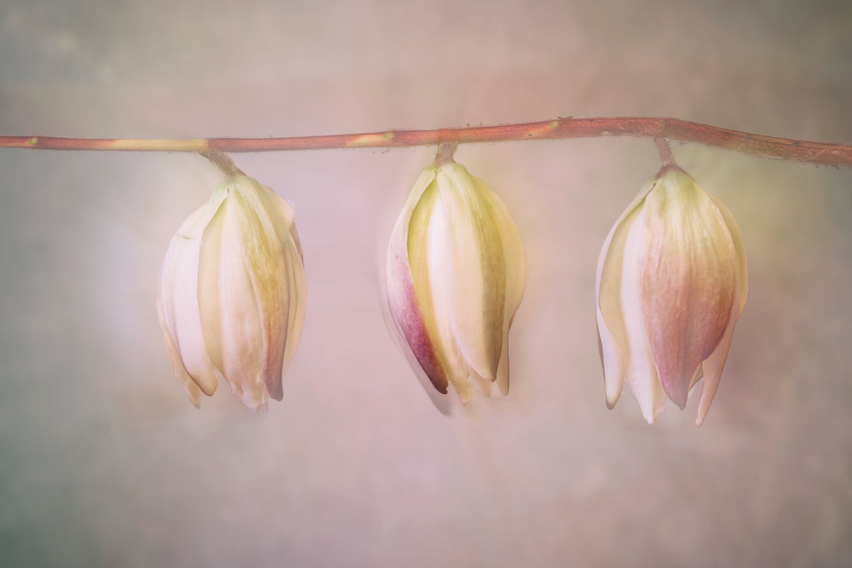 Yucca-flowers Poster och Canvastavla