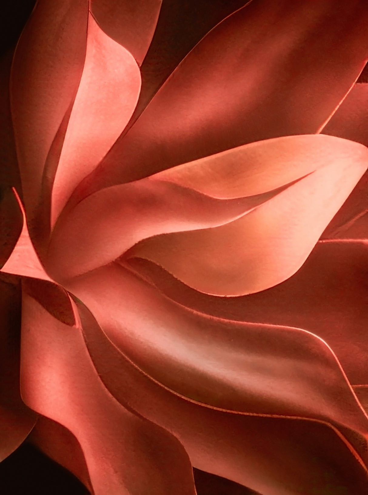 Nature in  cadmium orange Poster och Canvastavla