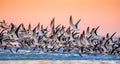 Black Skimmer Poster och Canvastavla