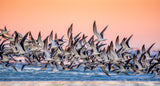 Black Skimmer Poster och Canvastavla