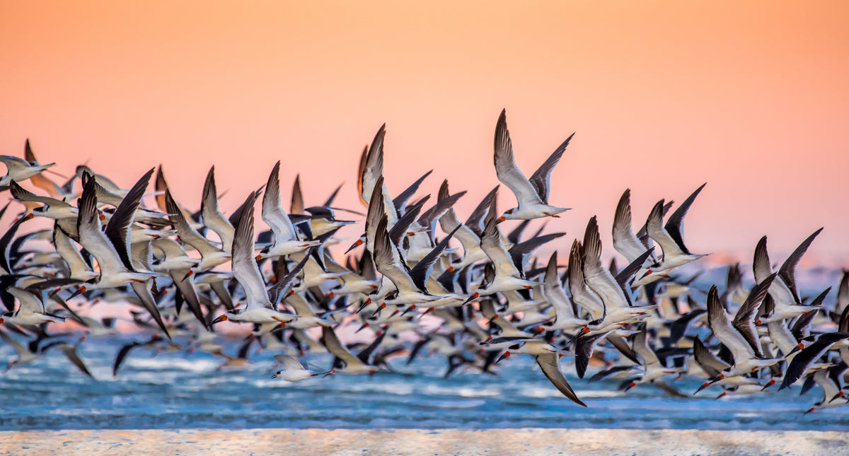 Black Skimmer Poster och Canvastavla