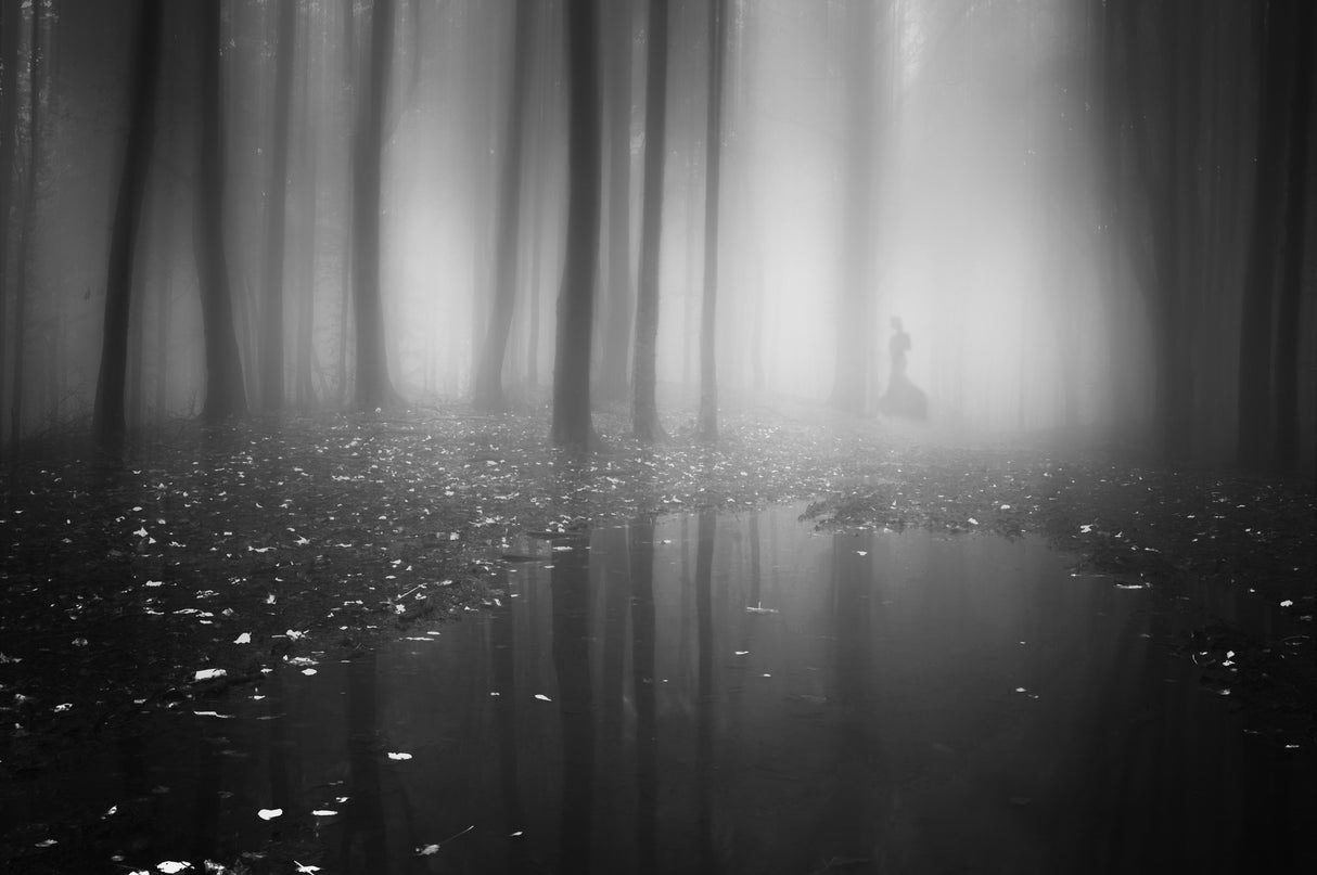 Mysterious forest Poster och Canvastavla